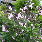 Salvia microphylla 'Blind Faith' - Salie