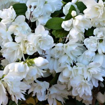 Philadelphus 'Snowbelle'