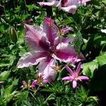 Clematis 'Pink Fantasy' - Bosrank - Clematis 'Pink Fantasy'