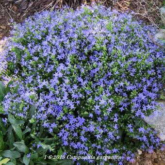 Campanula garganica