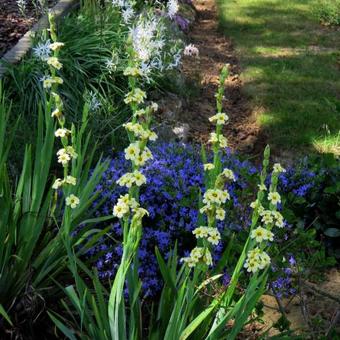 Sisyrinchium striatum