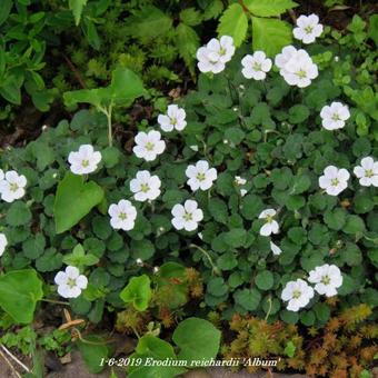 Erodium reichardii 'Album'