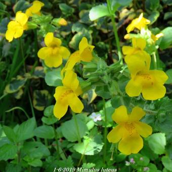 Mimulus luteus