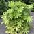 Fatsia japonica