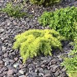 Cedrus deodara 'Golden Horizon' - Gele Himalayaceder