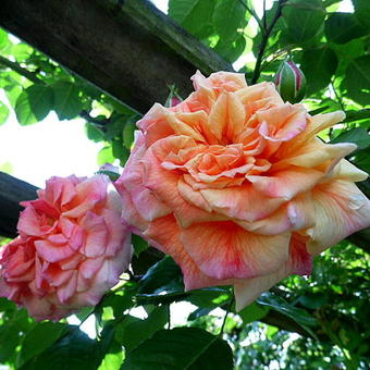 Rosa 'Aloha' Kordes