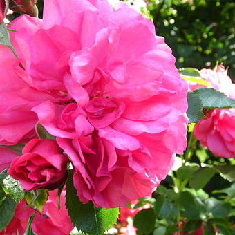 Rosa  'Rosarium Uetersen'