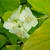 Philadelphus coronarius 'Aureus'