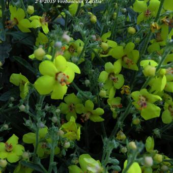 Verbascum 'Letitia'