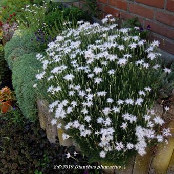 Dianthus plumarius