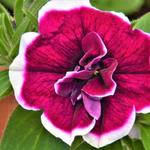 Petunia 'Magenta Picotée' - Hangpetunia