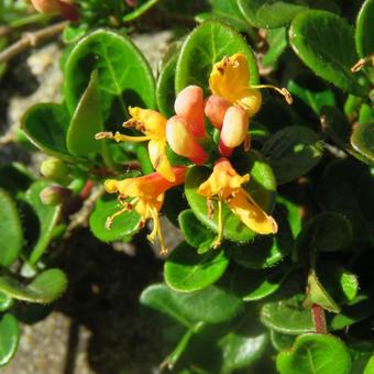 Lonicera crassifolia 'Little Honey'