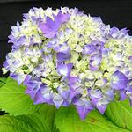 Hydrangea macrophylla FLAIR & FLAVOUR 'Sweet Cupcake' - Hortensia