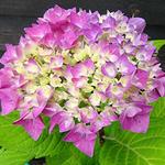 Hydrangea macrophylla FLAIR & FLAVOUR 'Sweet Cupcake' - Hortensia