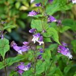 Penstemon smallii - Slangekop