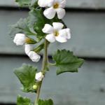 Sutera 'Big Baja' - Bacopa 'Big Baja'