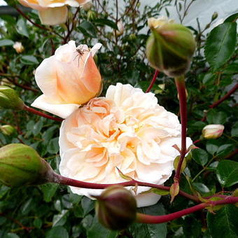 Rosa 'Leontine Gervais'