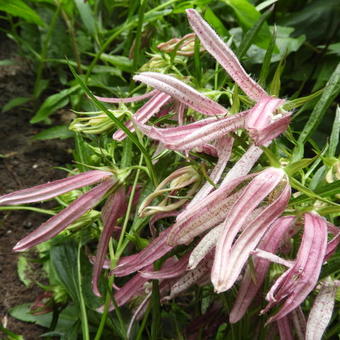 Campanula punctata 'Pink Octopus'