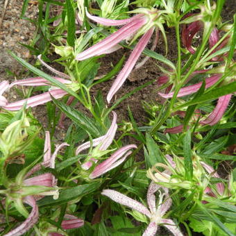 Campanula punctata 'Pink Octopus'