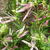 Campanula punctata 'Pink Octopus'