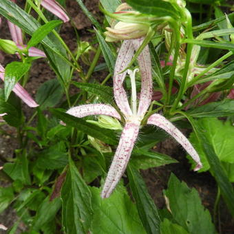 Campanula punctata 'Pink Octopus'