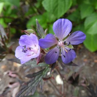 Geranium pratense 'Hocus Pocus'