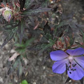 Geranium pratense 'Hocus Pocus'