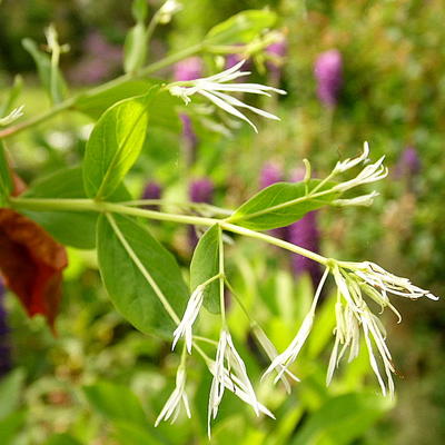 Sneeuwvlokkenboom - Chionanthus virginicus