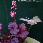 Heuchera 'Shanghai' - Purperklokje - Heuchera 'Shanghai'