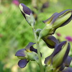 Baptisia australis  'DECADENCE Dutch Chocolate' - Valse indigo - Baptisia australis  'DECADENCE Dutch Chocolate'