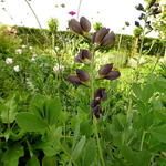 Baptisia australis  'DECADENCE Dutch Chocolate' - Valse indigo - Baptisia australis  'DECADENCE Dutch Chocolate'