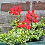 Pelargonium 'Oldeburry Cascade' - Geranium