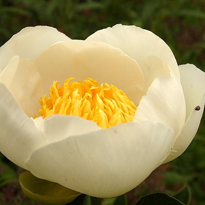 Pioen,Kruidpioen - Paeonia lactiflora 'Jan van Leeuwen'