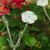 Lychnis coronaria 'Alba'