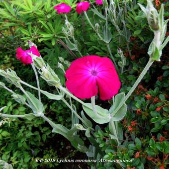 Lychnis coronaria 'Atrosanguinea'