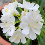 Lewisia cotyledon 'Alba' - Bitterkruid