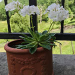 Lewisia cotyledon 'Alba' - Bitterkruid