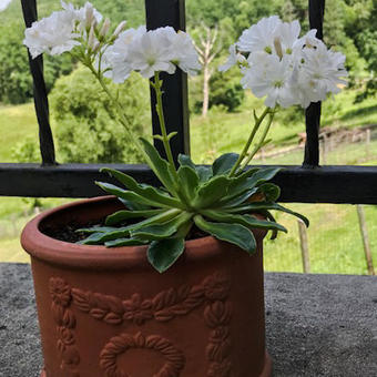 Lewisia cotyledon 'Alba'