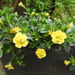 Calibrachoa hybrida 'CALITA Double Yellow' - Mini petunia