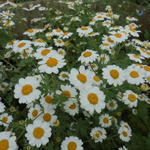 Tanacetum niveum 'Jackpot' - Wormkruid - Tanacetum niveum 'Jackpot'