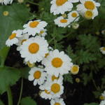 Tanacetum niveum 'Jackpot' - Wormkruid - Tanacetum niveum 'Jackpot'