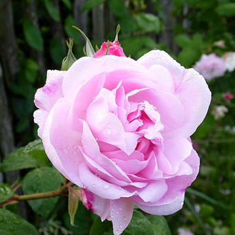 Rosa 'Fantin-Latour'