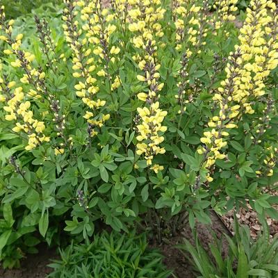 Valse indigo / Baptist / Indigolupine - Baptisia australis 'DECADENCE Lemon Meringue'