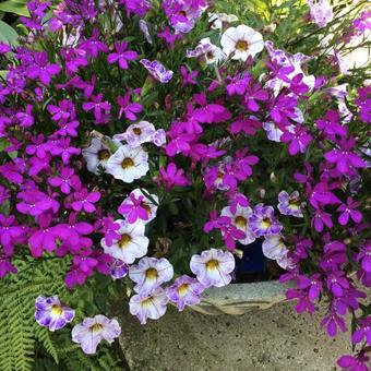 Lobelia erinus