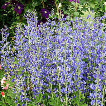 Baptisia australis