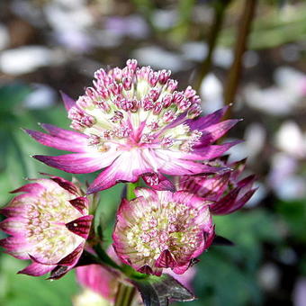 Astrantia major 'Star of Beauty'