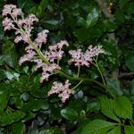 Rodgersia podophylla 'Saarbrücken' - Kijkblad, Schout bij Nacht