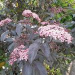 vlier - Sambucus nigra 'Black Beauty'