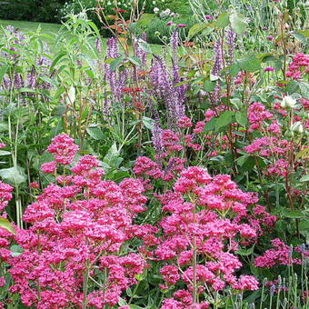 Centranthus ruber 'Coccineus'