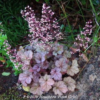 Heuchera 'Pinot Gris'